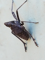 Orgeriinae