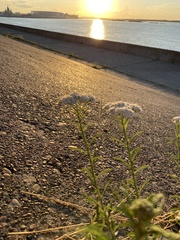Achillea millefolium