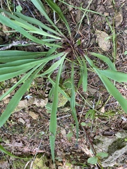 Anthoxanthum occidentale