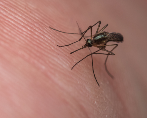 Aedes tormentor photo 5