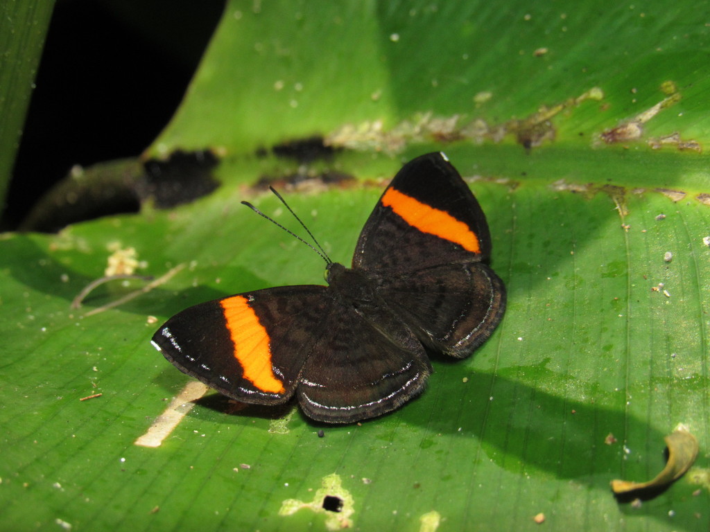 Crocozona pheretima