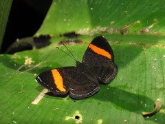 Crocozona pheretima