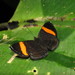 Crocozona pheretima - Photo (c) Lepidoptera Colombiana, algunos derechos reservados (CC BY-NC), subido por Lepidoptera Colombiana