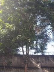 Paubrasilia echinata