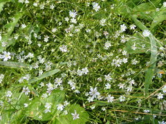 Microbotryum stellariae