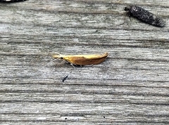 Ypsolopha dentiferella