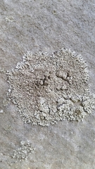 Phaeophyscia hirtella