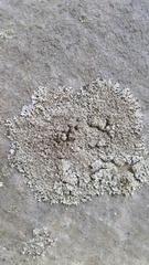 Phaeophyscia hirtella