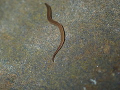 Rhynchodemus sylvaticus