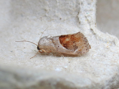 Tarache terminimaculata