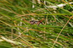 Metrioptera caprai