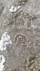 Phaeophyscia hirsuta