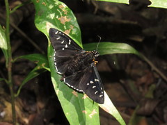 Apyrrothrix maculosa