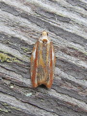 Acleris variana