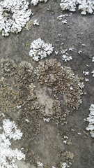 Phaeophyscia hirsuta