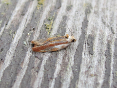 Acleris variana