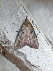 Hypena humuli