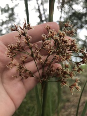 Cladium mariscus jamaicense