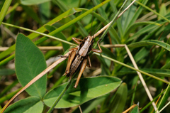 Metrioptera caprai
