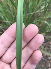Cladium mariscus jamaicense