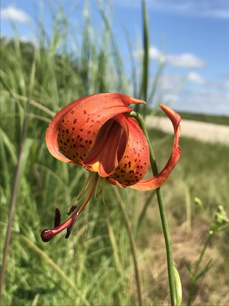 Michigan lily from 60th St, Lime Springs, IA, US on July 23, 2020 at 11 ...