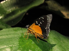Apyrrothrix maculosa