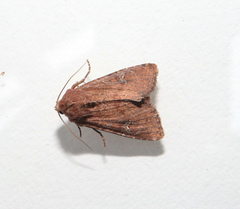 Apamea lateritia