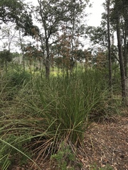 Cladium mariscus jamaicense