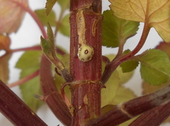 Ceroplastes rusci