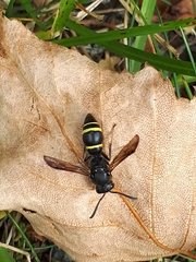 Symmorphus bifasciatus