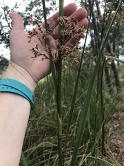 Cladium mariscus jamaicense