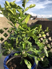 Citrus hystrix