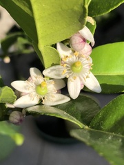 Citrus hystrix