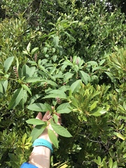 Phytolacca americana rigida