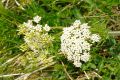 Chaerophyllum aureum