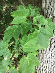 Acer rubrum rubrum