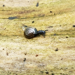 Glyphyalinia