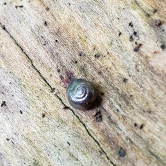 Glyphyalinia