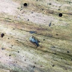Glyphyalinia