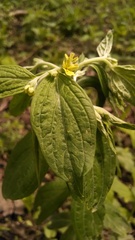 Lithospermum latifolium
