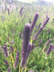 Phleum alpinum
