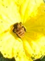 Bombus bicoloratus