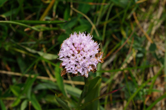 Traunsteinera globosa