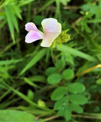 Tephrosia spicata