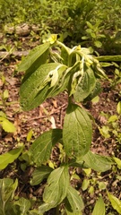 Lithospermum latifolium