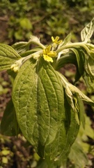 Lithospermum latifolium