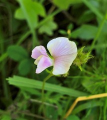 Tephrosia spicata
