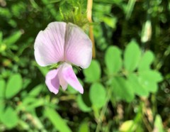 Tephrosia spicata