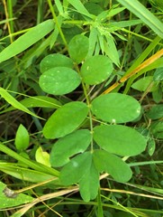 Tephrosia spicata