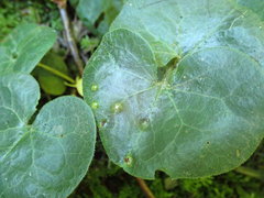 Puccinia asarina